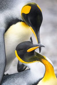 Read more about the article Google Penguin 3.0 Update Explained