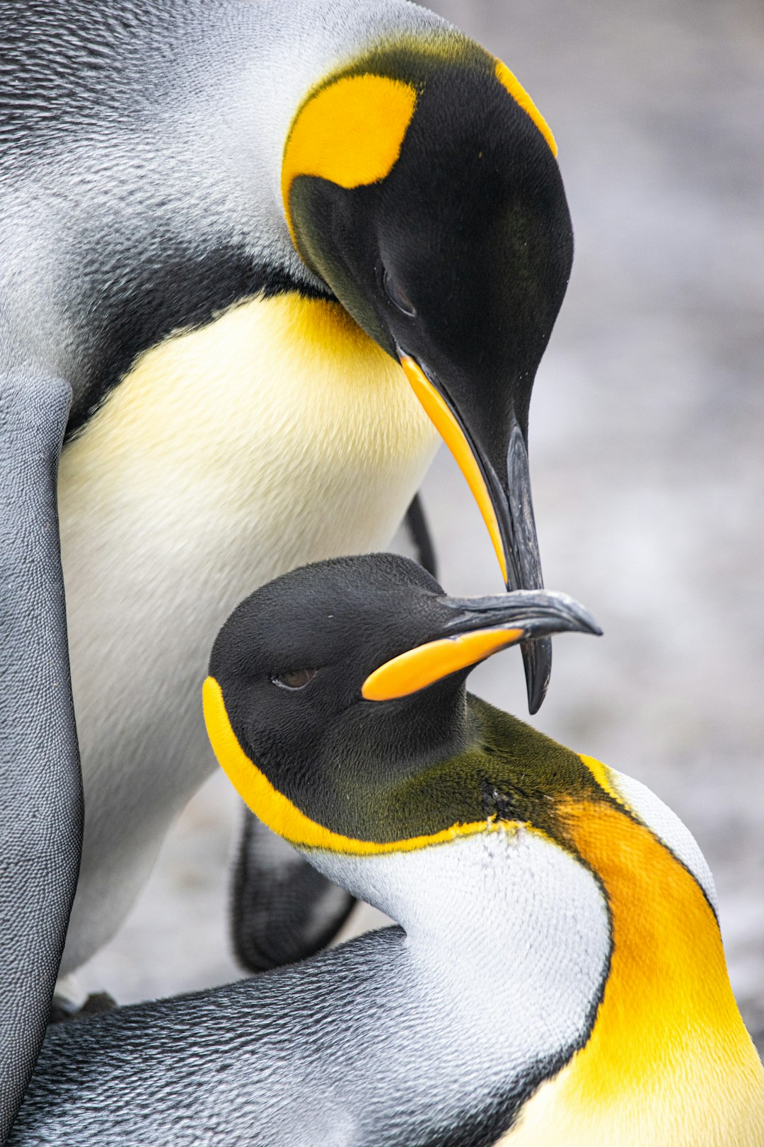 Read more about the article Google Penguin 3.0 Update Explained